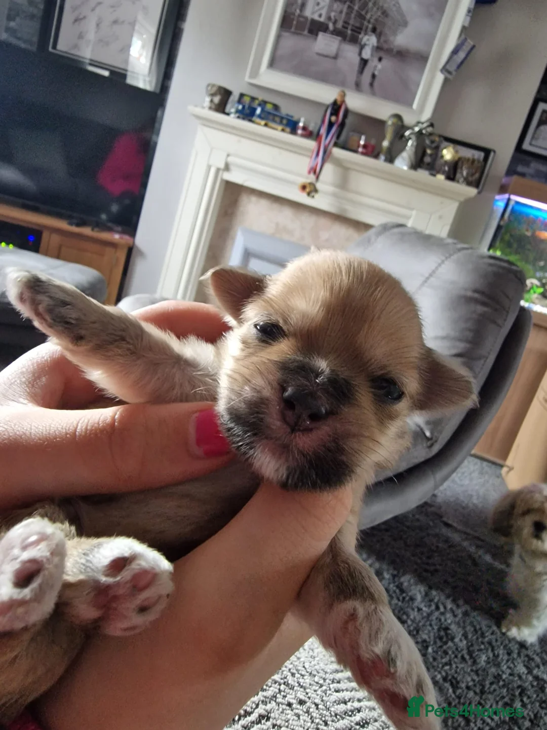 Lhasa Apso dogs for stud: Gorgeous proven pedigree Lhasa Apso for stud in Pontefract - Advert 29