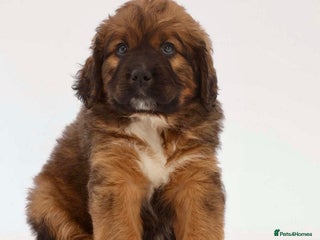 Bernese Mountain Dog dogs Beautiful Bernedoodle babies - Advert 6