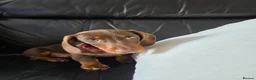 Dachshund dogs for sale: Dachshund  - Advert 4