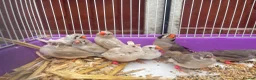 Finches birds for sale: Beautiful Young Zebra Finch Pairs  in Sheffield - Advert 4