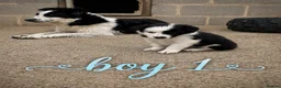 Border Collie dogs for sale: Gorgeous Border collie pups. KC registered.  - Advert 29
