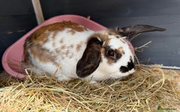 Dutch rabbits for sale: Rabbits for sale  - Image 5