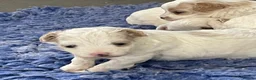 Maltipoo dogs for sale: Korean Toy Maltipoo puppies Dna health tested mum - Advert 13