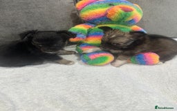 Chihuahua dogs for sale: chihuahuas puppies for sale  - Advert 13