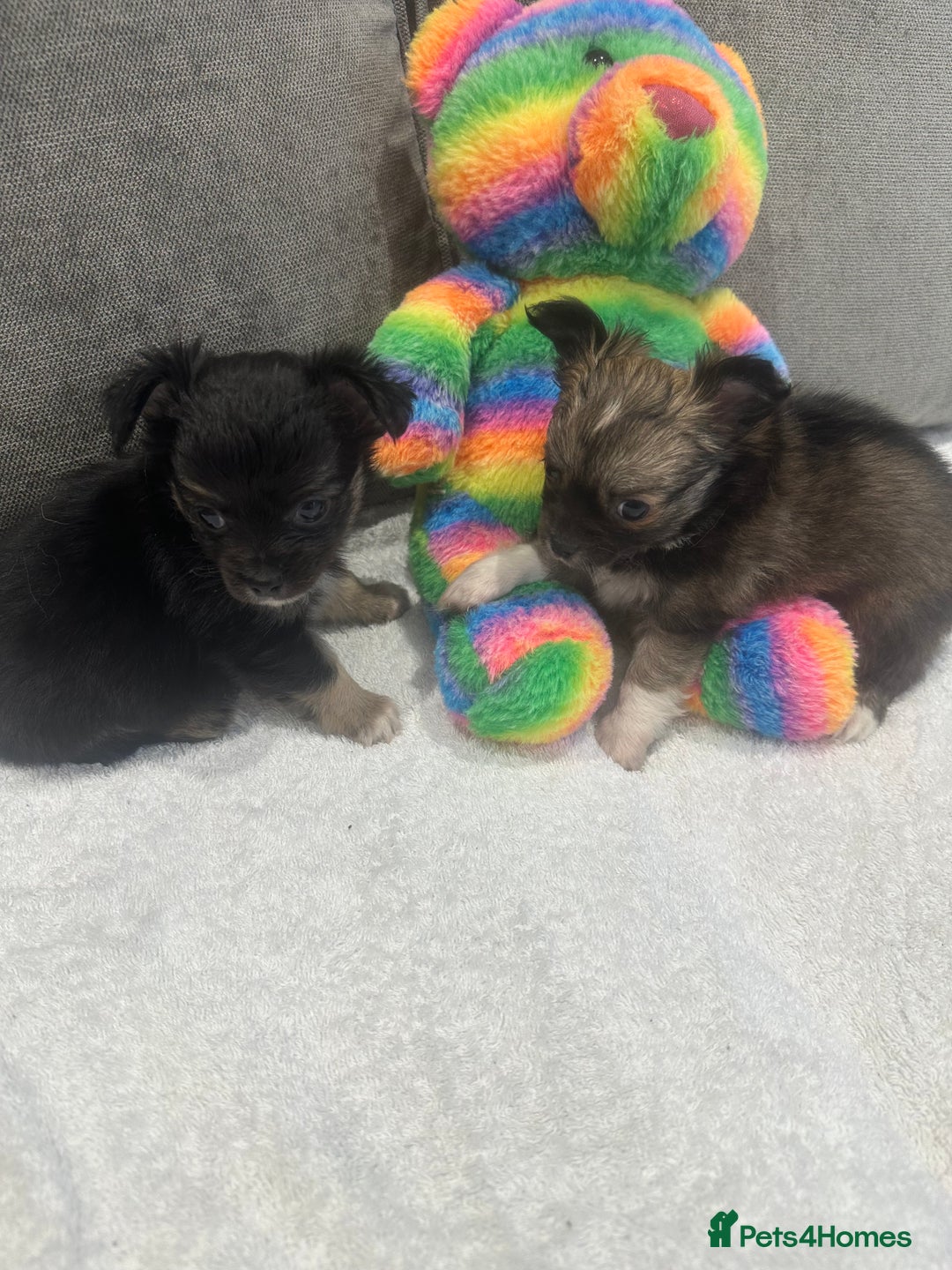 Chihuahua dogs for sale: chihuahuas puppies for sale  - Advert 13