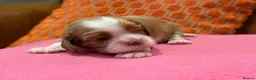 Cavalier King Charles Spaniel dogs for sale: KC reg 2 boys 2 girls - Advert 5
