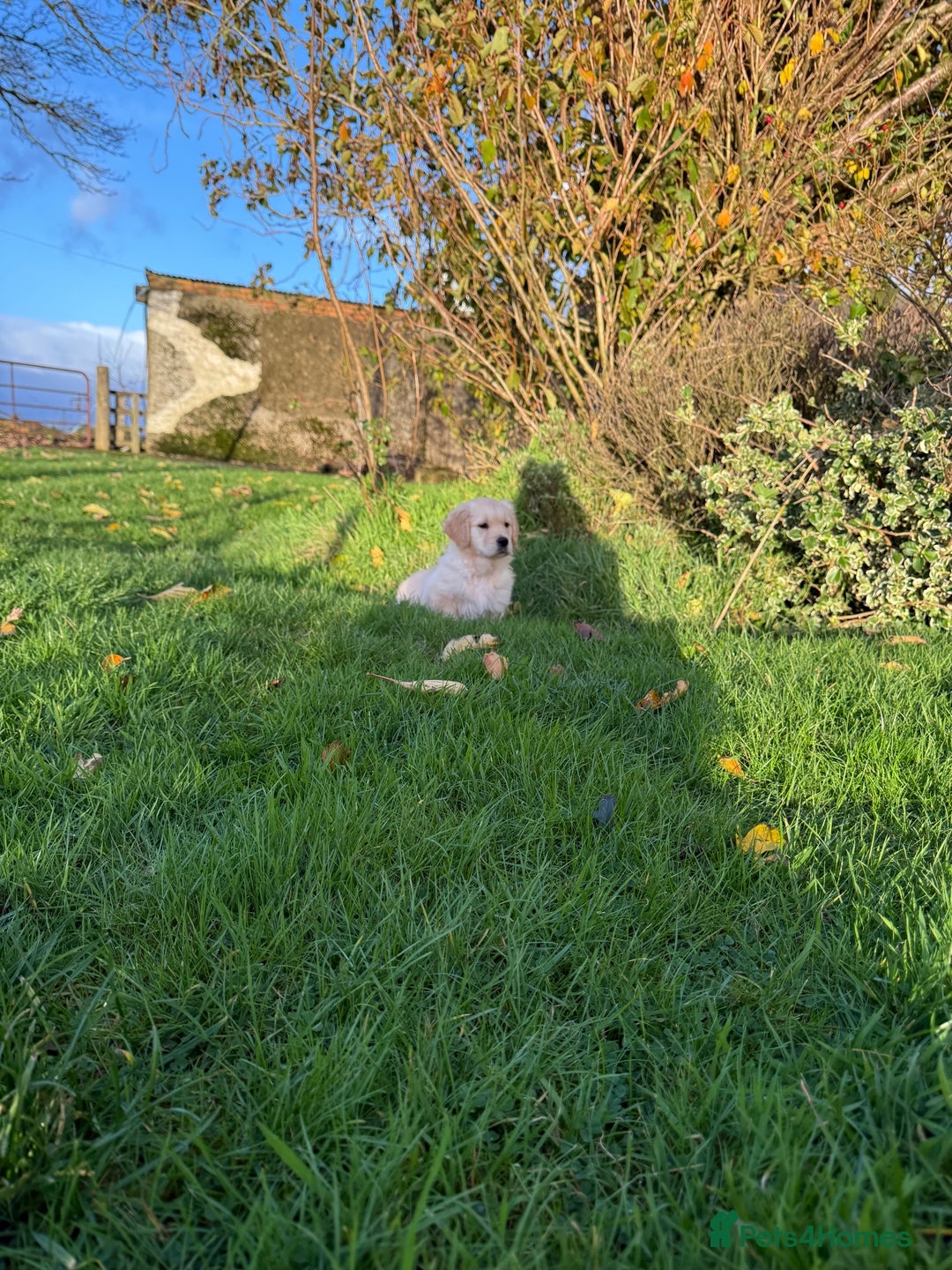 Golden Retriever dogs for sale: KC Registered Golden Retrievers - Image 7