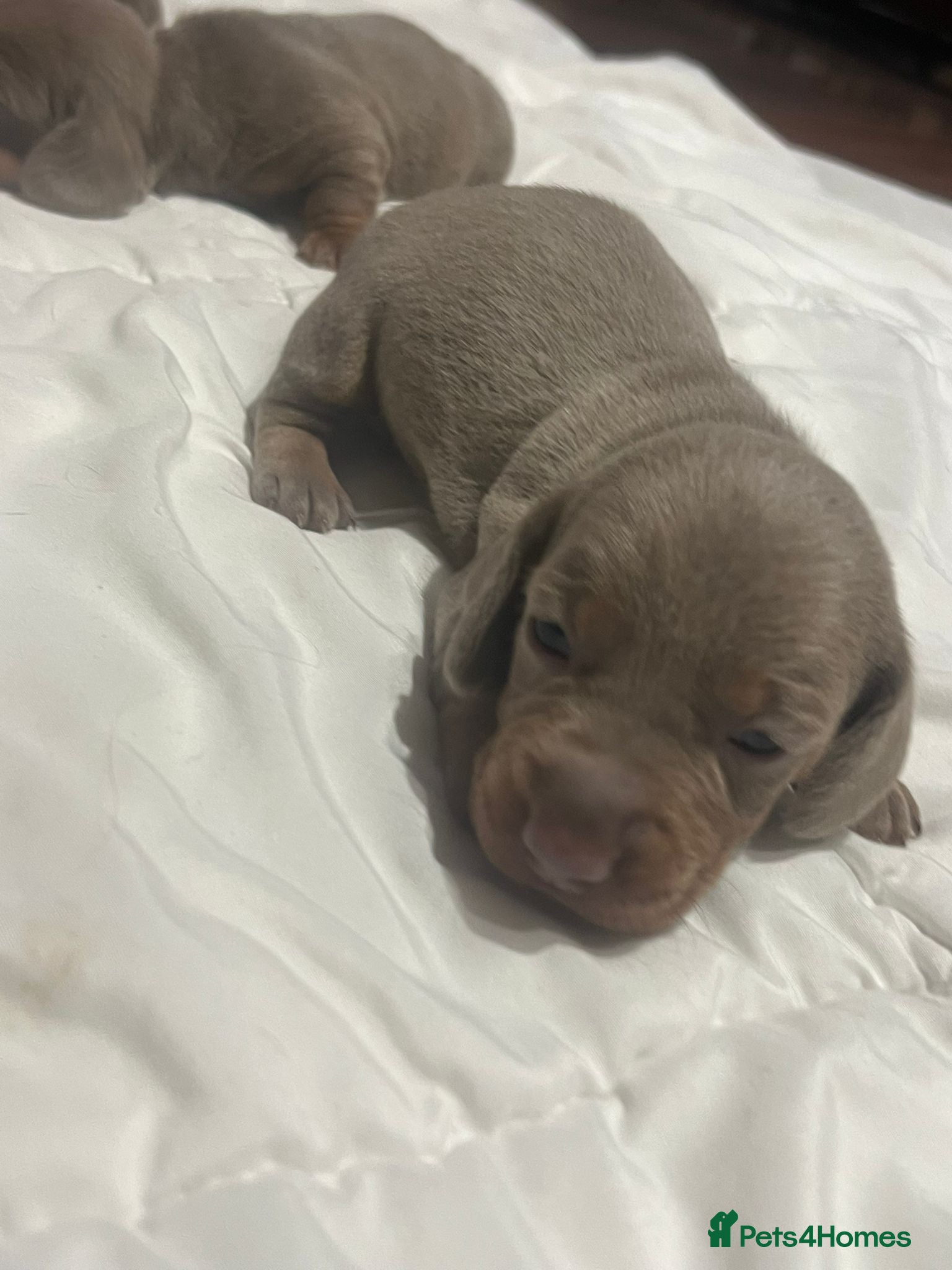 Miniature Dachshund dogs Beautiful Mini Dachshund puppies  - Advert 11