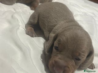 Miniature Dachshund dogs Beautiful Mini Dachshund puppies - Advert 17