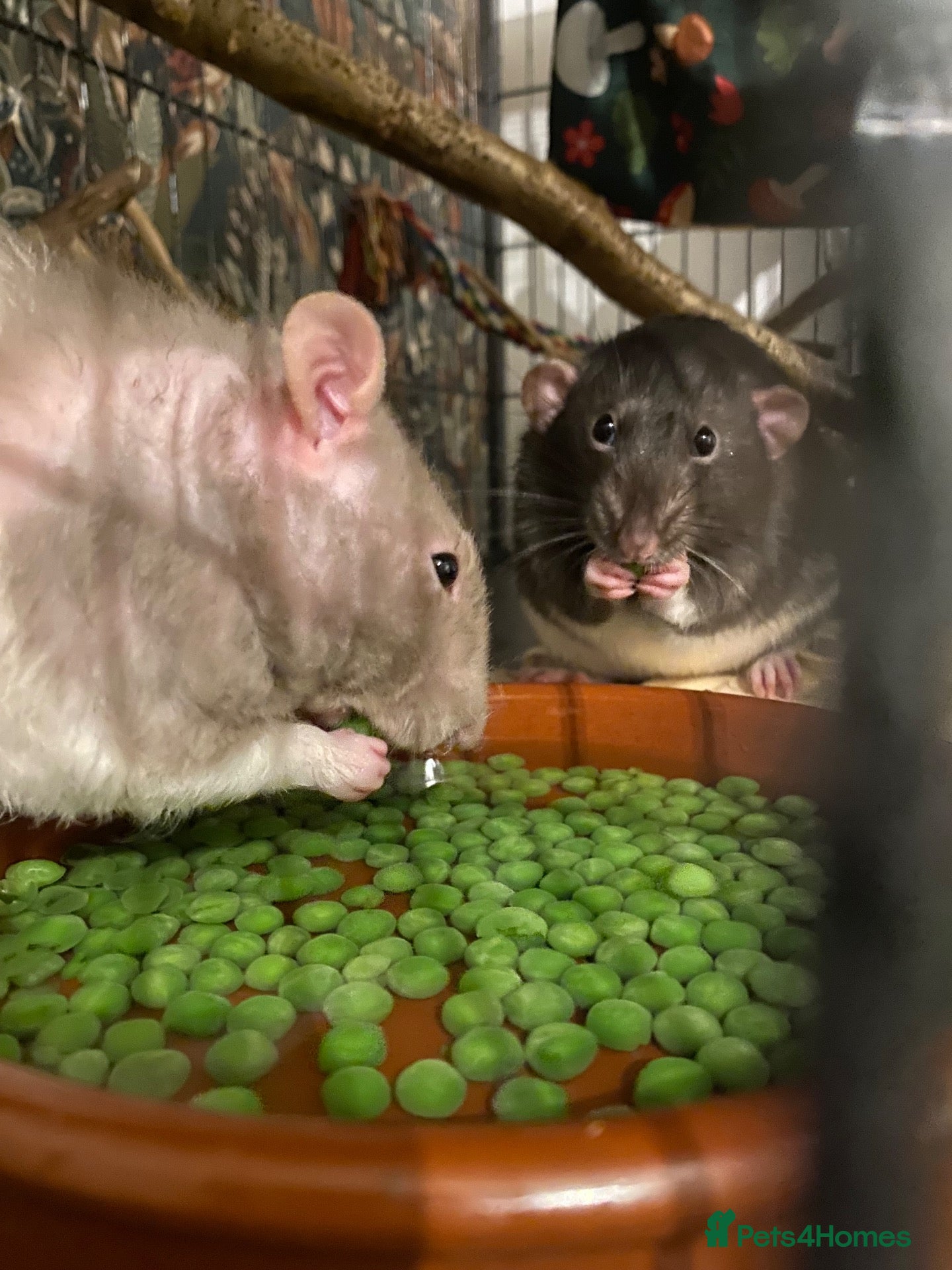 Rat rodents Pair of male rats  - Advert 4