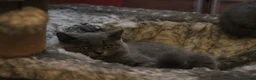 Scottish Fold cats for sale: Scottish straight girls ready for a new home🥰 - Advert 20