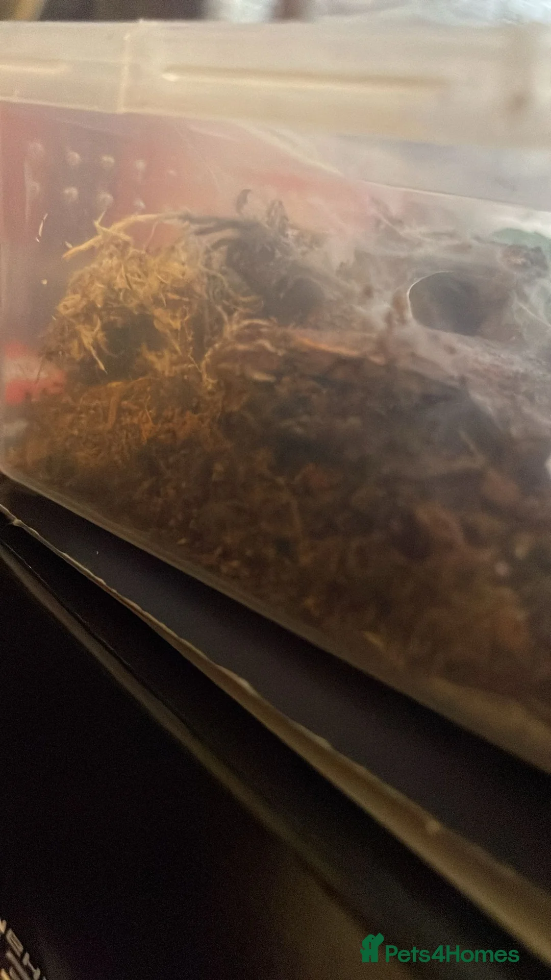 Tarantulas invertebrates for sale: Versi, curly hair, electric blue - Advert 12