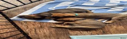 Border Terrier dogs for sale: KCR Border Terrier puppies  - Advert 8