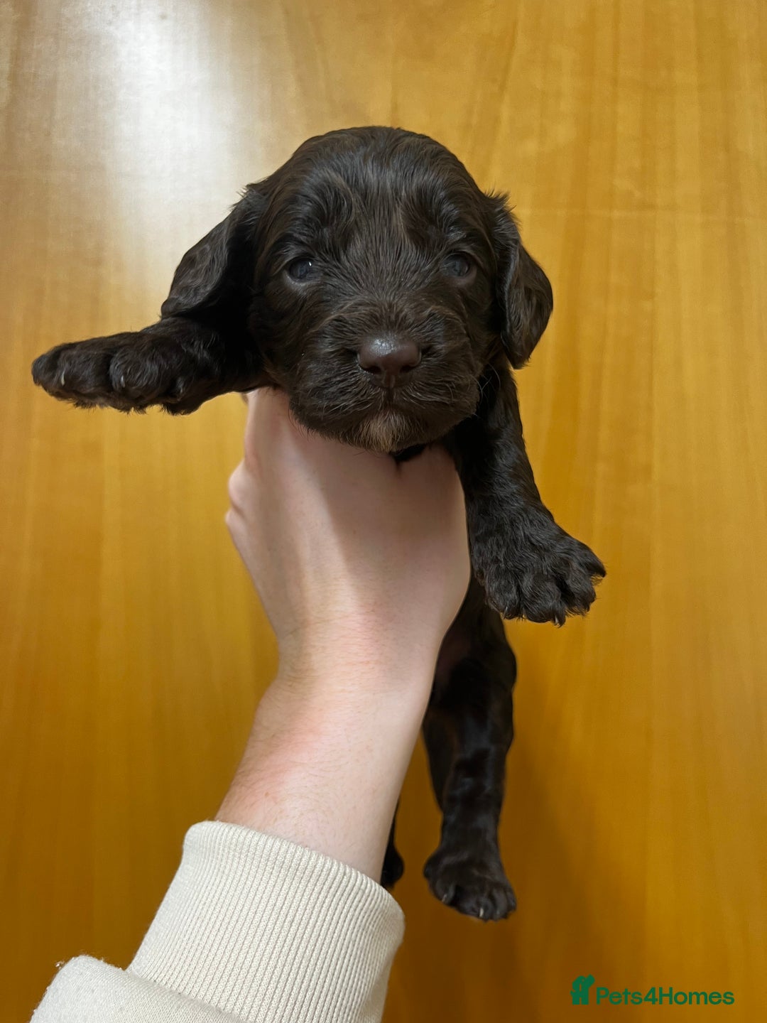 Cockapoo dogs for sale: Beautiful F1 Cockapoos For Sale  - Image 9