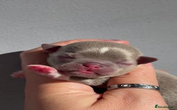 Chihuahua dogs for sale: 🩷Chihuahua puppies Thai genes🩷 - Image 14