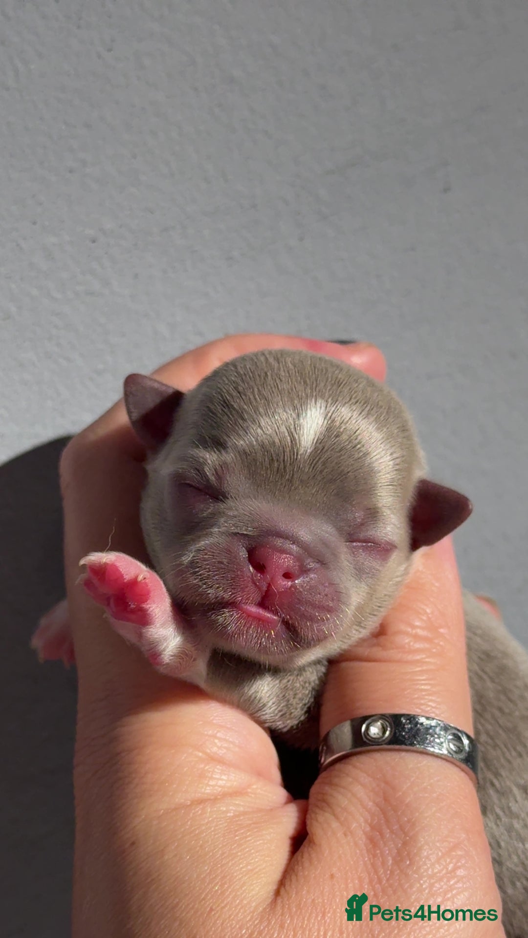 Chihuahua dogs for sale: 🩷Chihuahua puppies Thai genes🩷 - Image 14