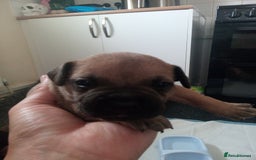 Mixed Breed dogs for sale: French bulldog cross jack Russell  - Image 5