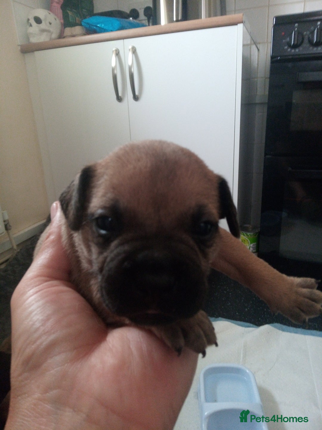 Mixed Breed dogs for sale: French bulldog cross jack Russell  - Image 5