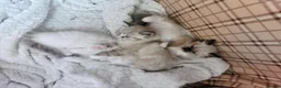 Ragdoll cats for sale: THREE SUPERB RAGDOLL BOYS - Advert 12