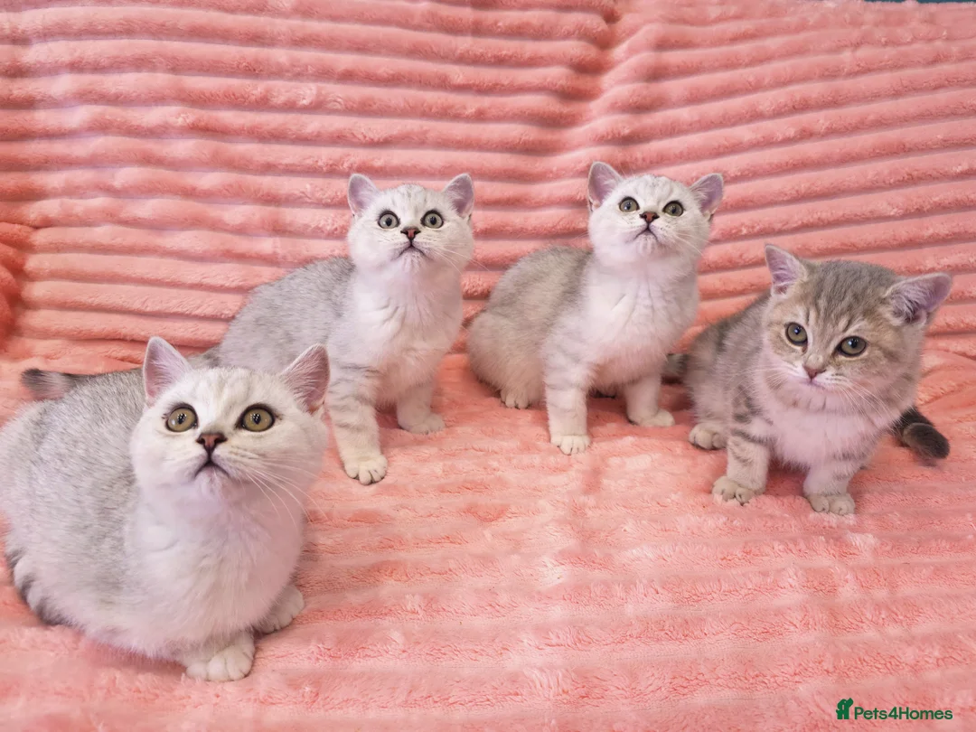 British Shorthair cats for sale: British shorthair AY12 and NS12 - Advert 1
