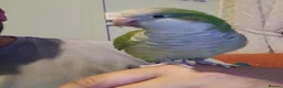 Parrots birds for sale: Female green quaker in Neath - Advert 1