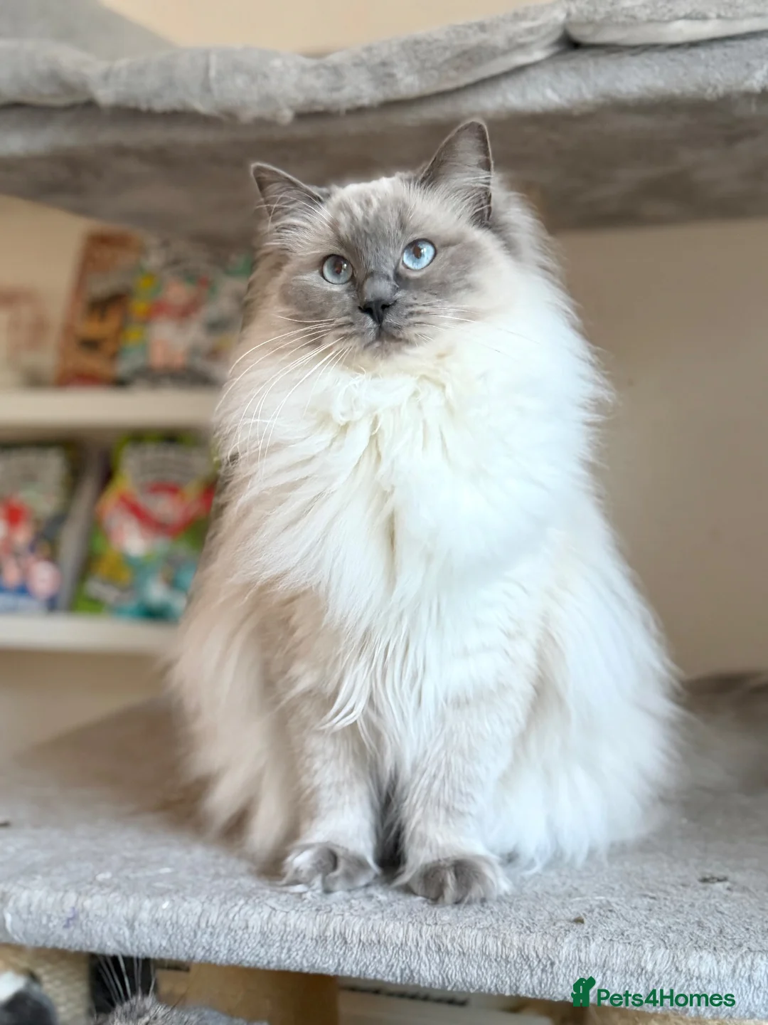 Ragdoll cats for sale: TICA Registered - Affectionate, Fluffy, Cuddly - Advert 7