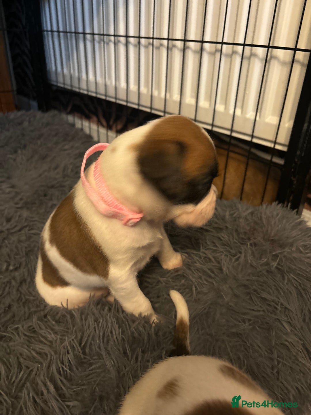 Boxer dogs for sale: Boxer puppies 5 bitches 1 boy  - Advert 15