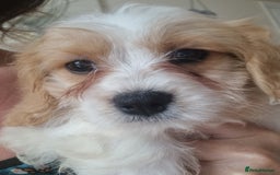 Cavapoo dogs for sale: Gorgeous Cavapoos ready for the perfect home 💖🏡 - Image 16