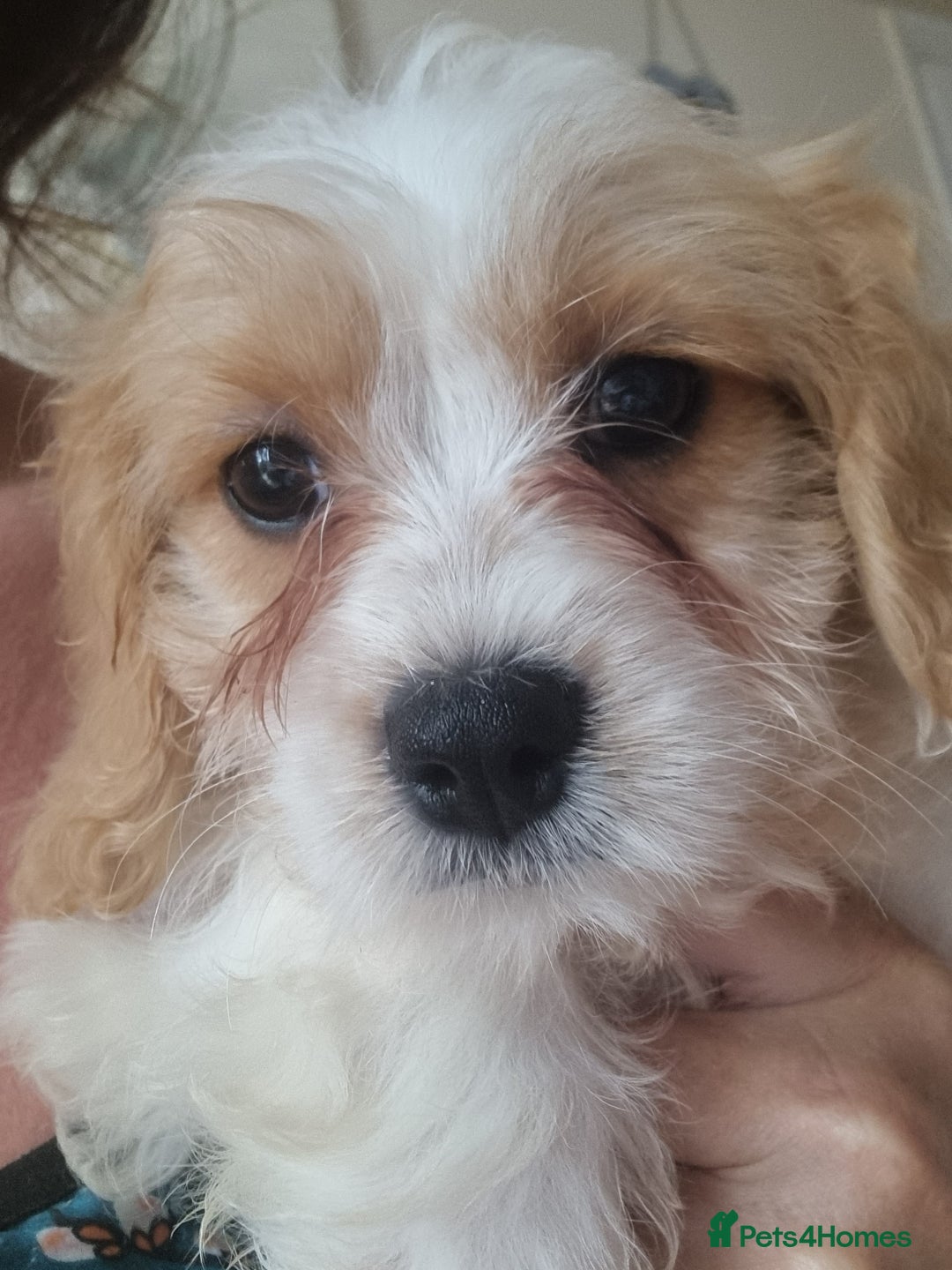 Cavapoo dogs for sale: Gorgeous Cavapoos ready for the perfect home 💖🏡 - Image 16