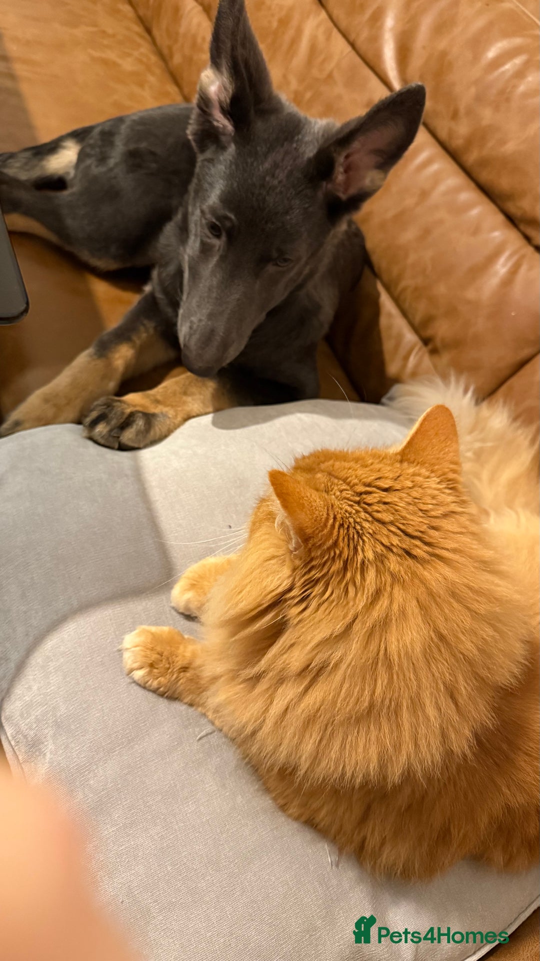 German Shepherd dogs for sale: Beautiful unusual colour (blue) female GSD - Advert 7