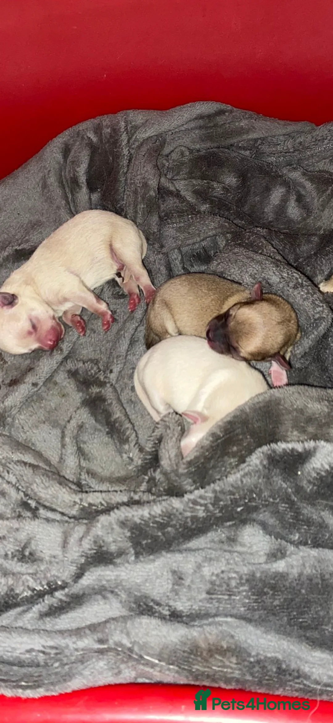 Pomeranian dogs for stud: 2kg, KC Registered, Proven, Pomeranian  in Cardiff - Advert 34