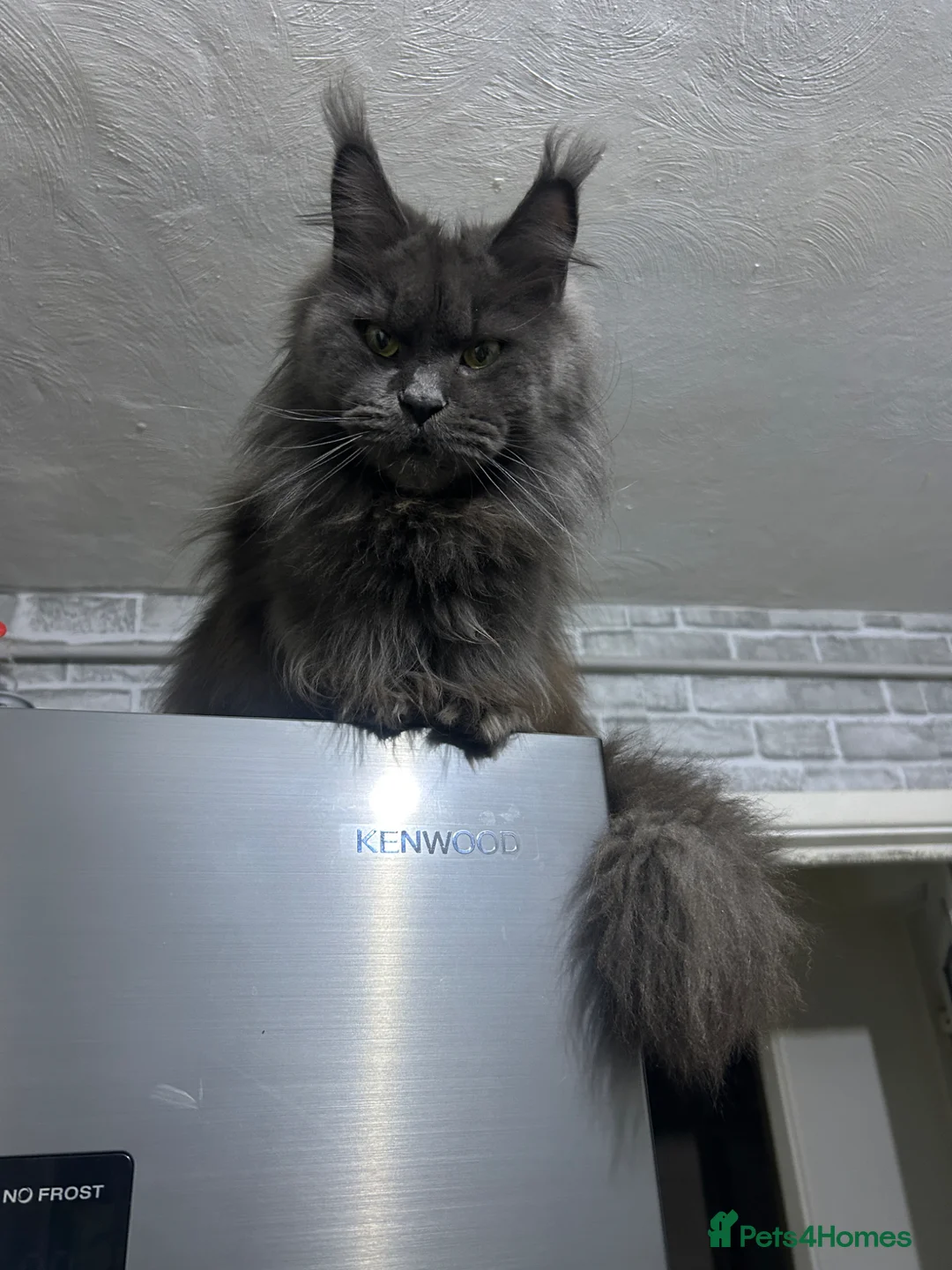 Maine Coon cats for sale: Maine Coon  in Walsall - Advert 2