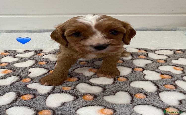Cavapoo dogs - Advert 11