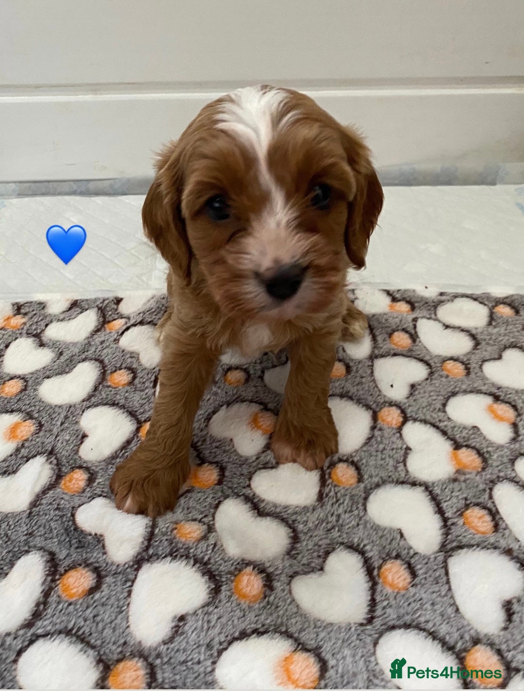 Cavapoo dogs for sale: 🩷⭐️ F1 Cavapoo’s ⭐️💙 - Image 3