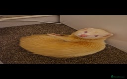 Ferret rodents for sale: 2 Male Albino Ferrets With Everything  - Image 19