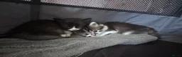 Mixed Breed cats for sale: Scottish straight X Turkish van ❤️❤️ - Advert 11