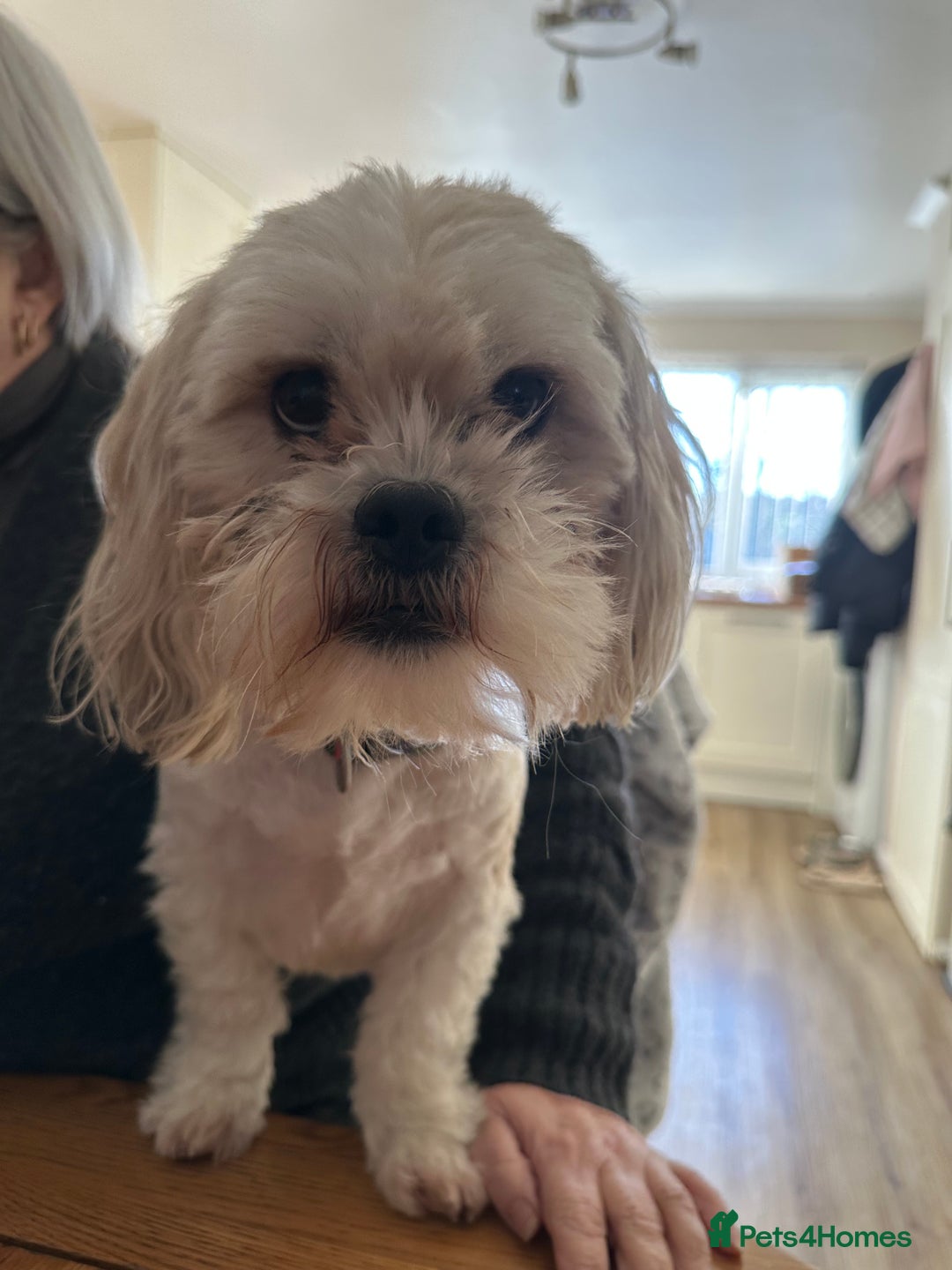 Mixed Breed dogs for sale: Loving Home wanted for Teddy🐾💙 - Advert 7