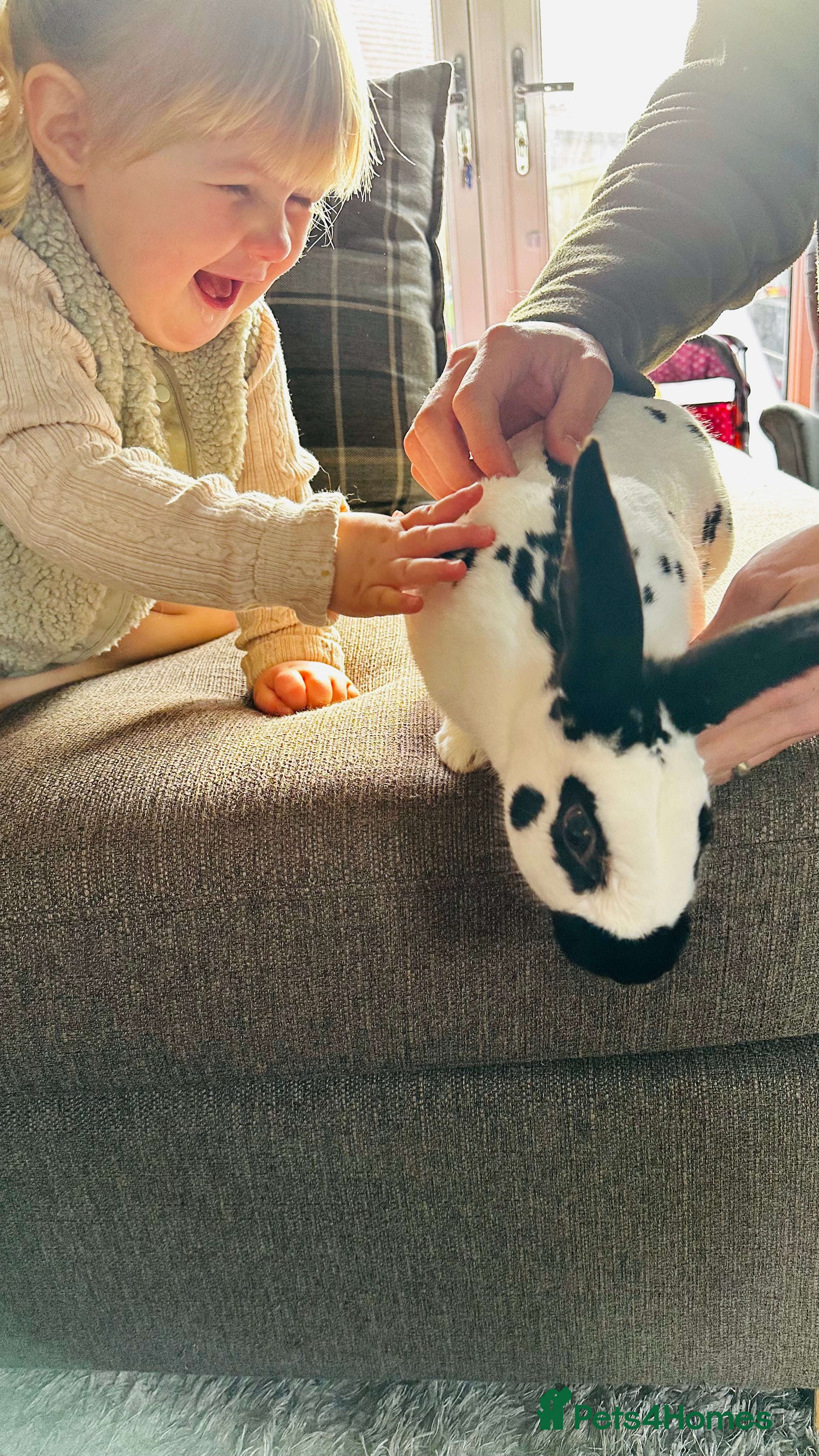 English Spot rabbits English spot Buck for sale - Advert 1