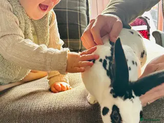 English Spot rabbits English spot Buck for sale - Advert 4