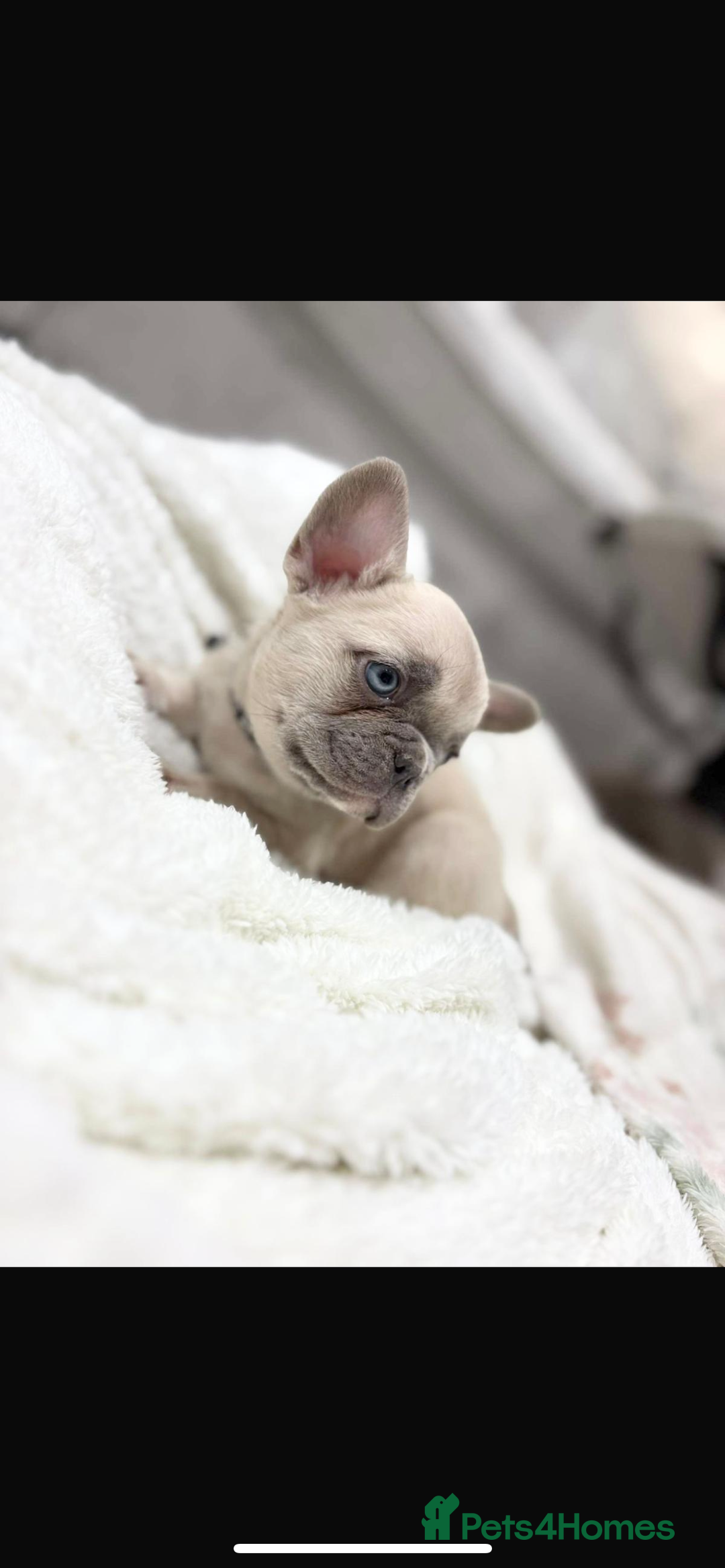 French Bulldog dogs for sale: French bulldog puppies  - Image 5
