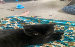 Selkirk Rex cats for sale: Black ghost tabby - Image 3