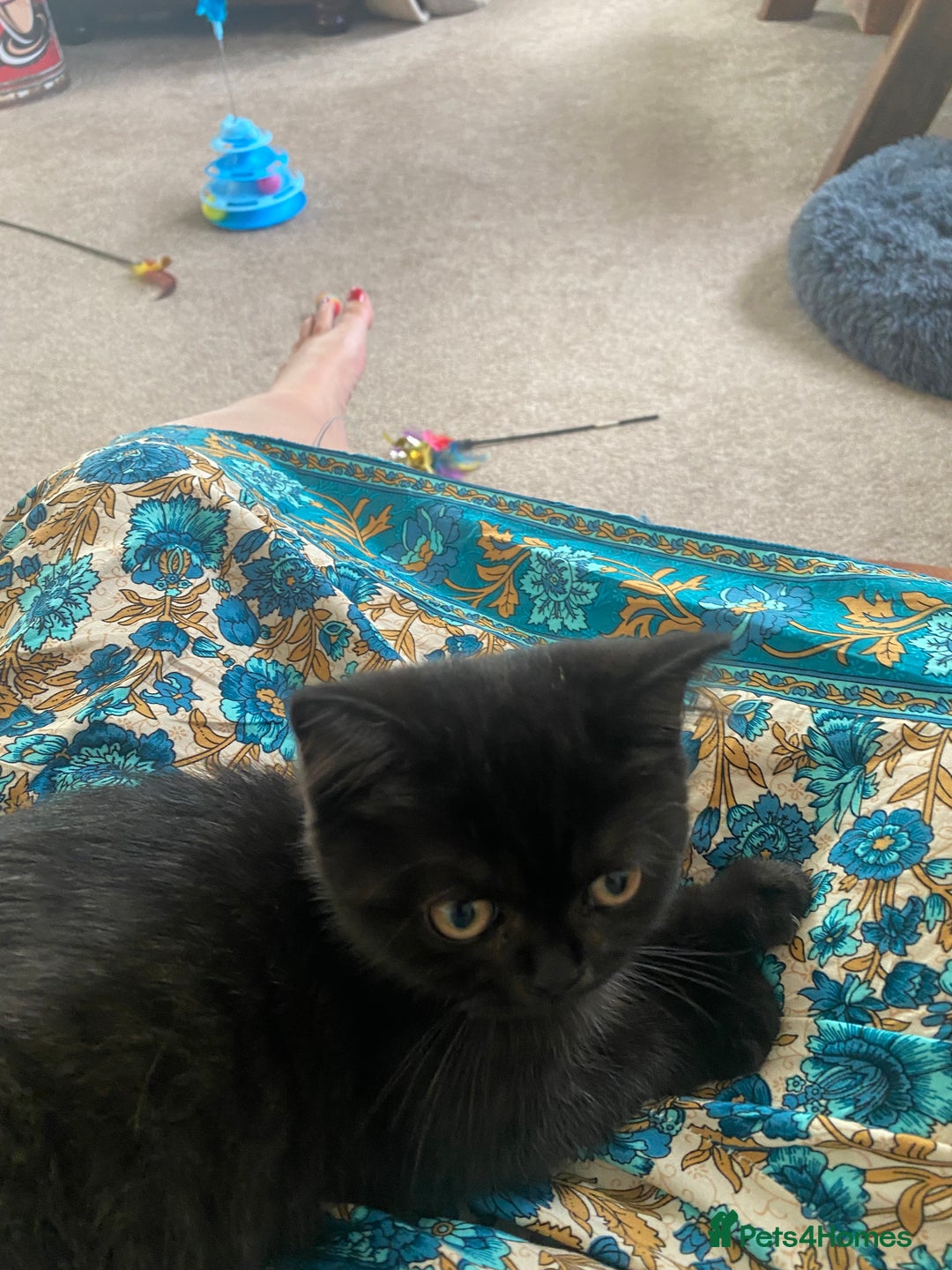 Selkirk Rex cats for sale: Black ghost tabby - Image 3
