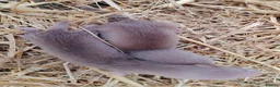 Ferret rodents for sale: Beautiful Ferret kits (half Angora)  - Advert 3