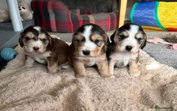 Cocker Spaniel dogs for sale: Beautiful sable puppies - Image 1