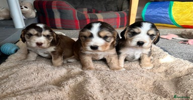 Cocker Spaniel dogs - Advert 12