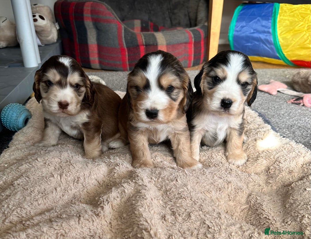 Cocker Spaniel dogs for sale: Beautiful sable puppies - Image 1