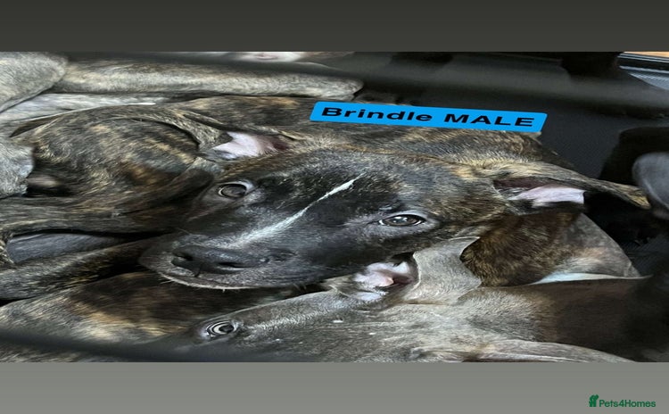 Mixed Breed dogs - Advert 1