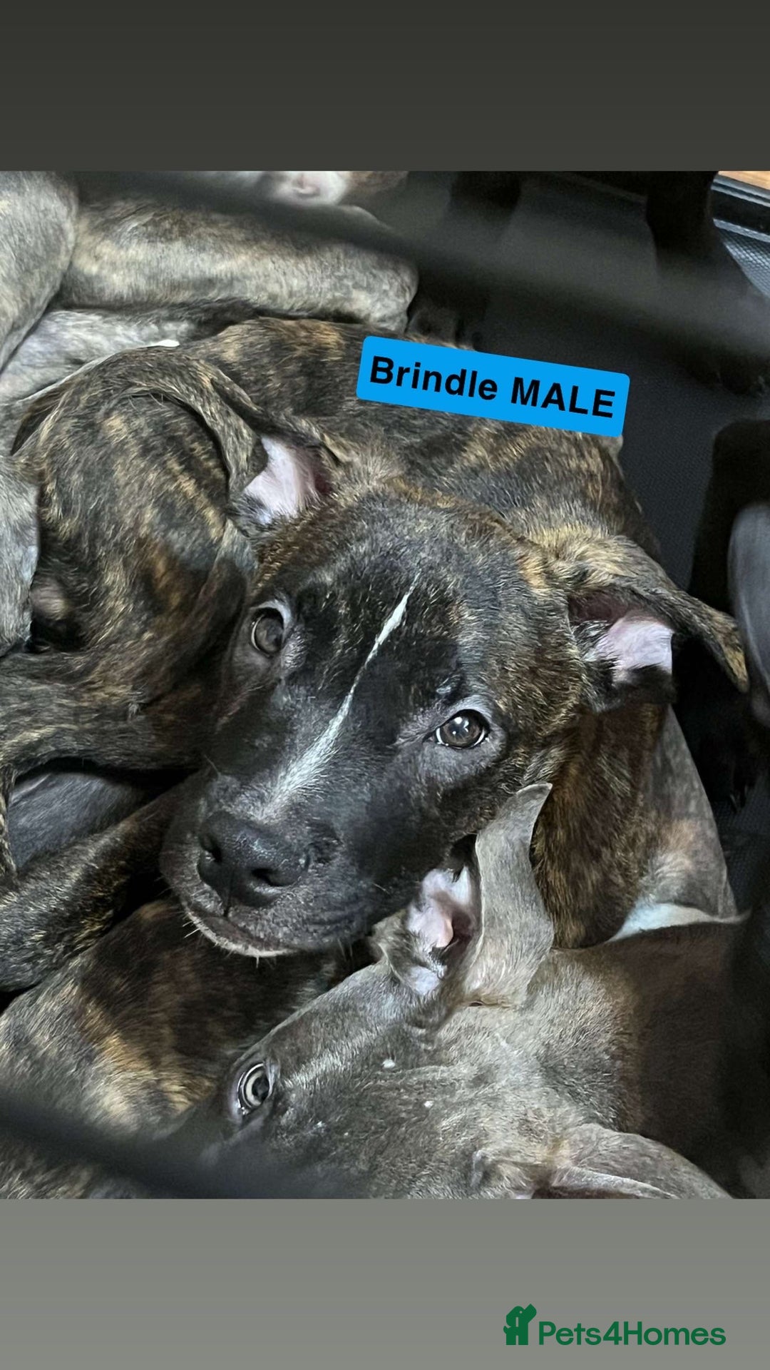 Mixed Breed dogs for sale: Dutch Shepard x American bulldog puppies  - Image 1