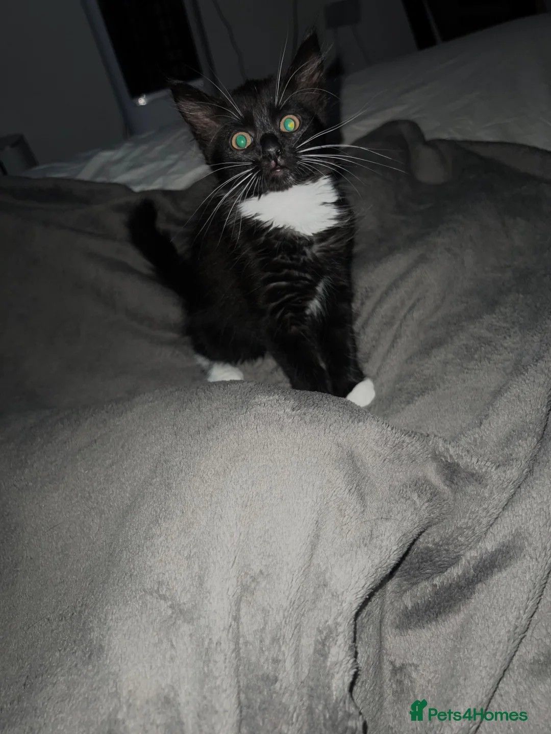 Mixed Breed cats for sale: LAST Kitten READY TO LEAVE - Advert 1