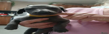 Whippet Puppy 2